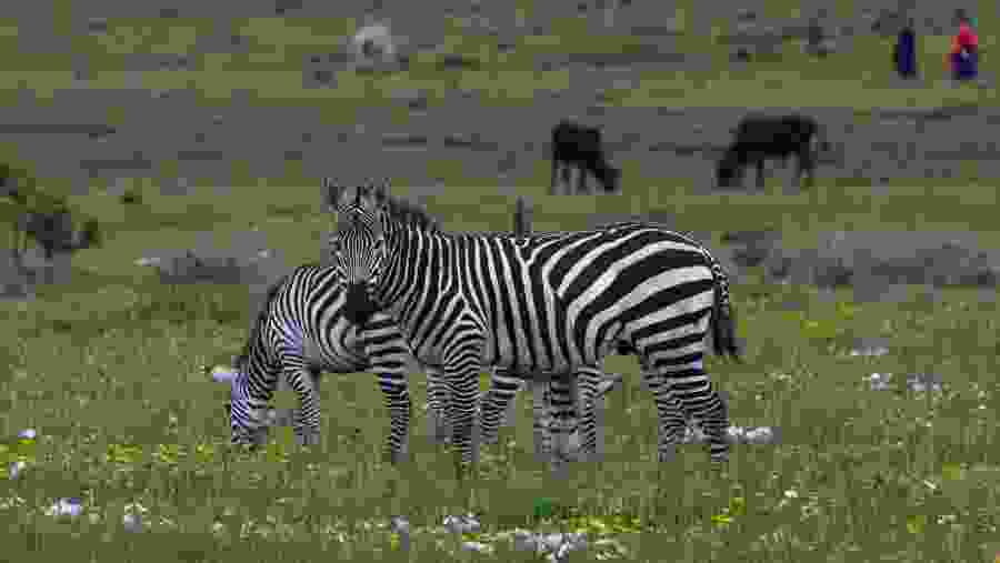 Zebras at Ngorongoro Crater