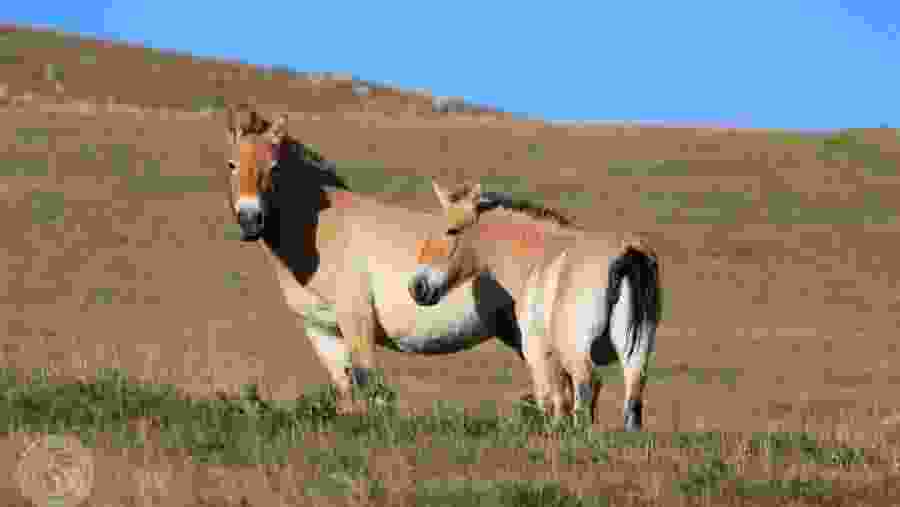 Przewalski’s wild horses