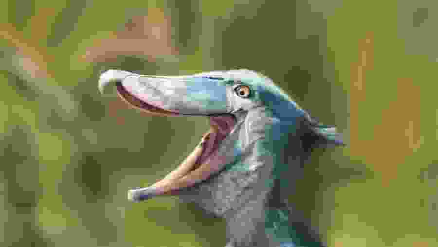 Shoebill