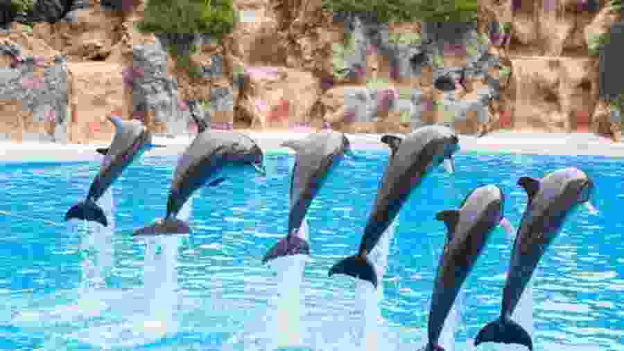 Dolphin show