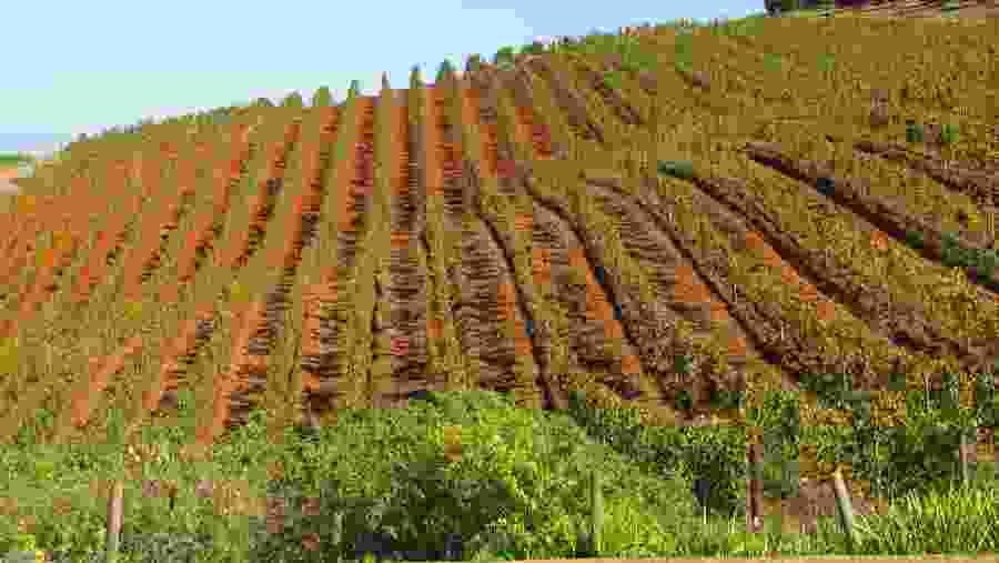 Grape fields