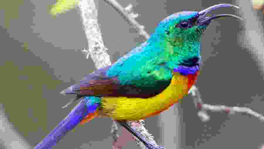 Birdwatching Safari In Rwanda