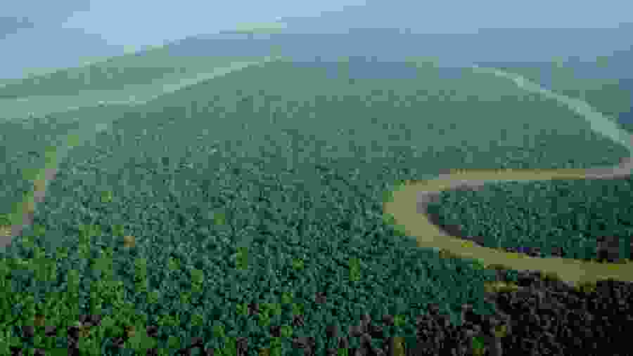 Amazon Rainforest