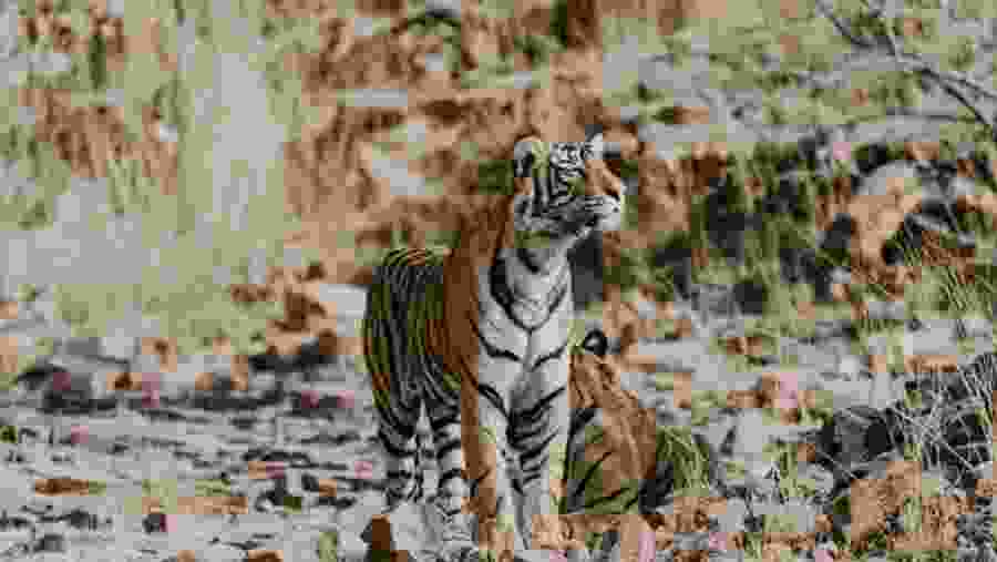 Spot Tigers in Ranthambore