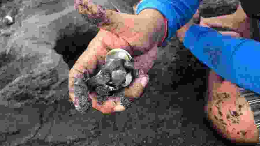 New born turtle