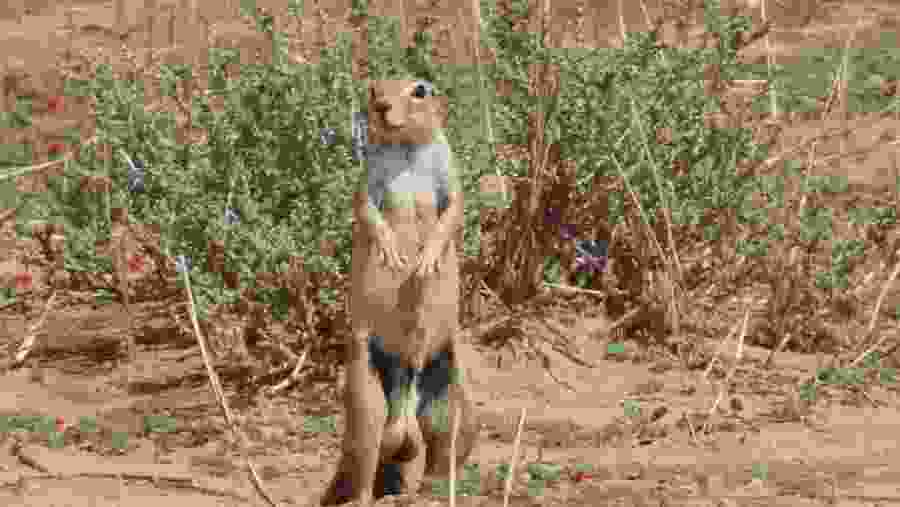 Witsand Nature Reserve
