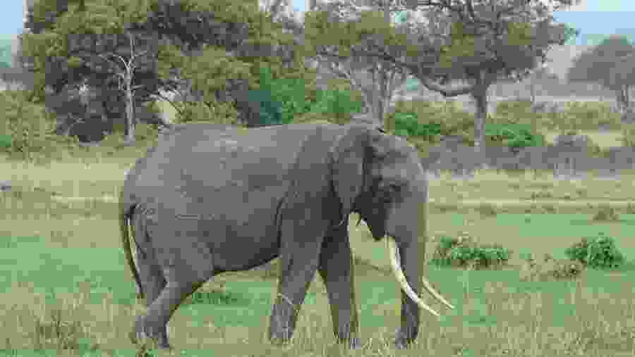 Elephants in Mikumi Nationl Park