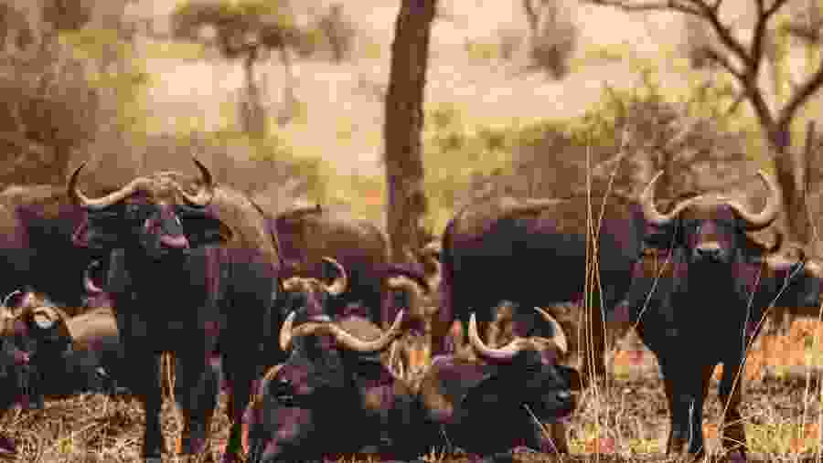 Shots from the safari