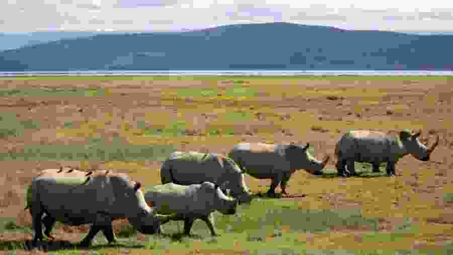 Rhinos at Lake Nakuru Park