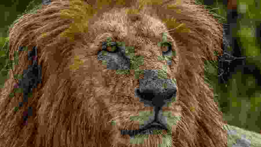 Witness the African wildlife