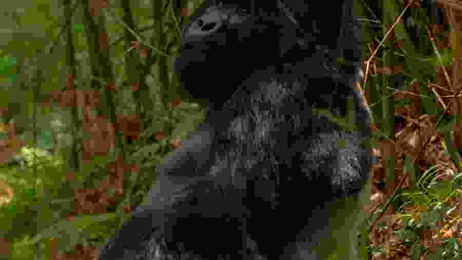 Mgahinga National Park