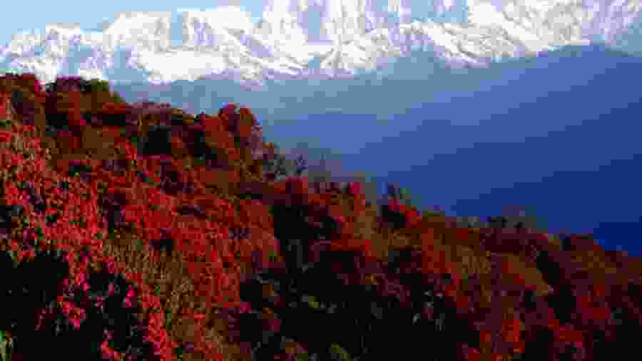 Rhododendron forest in Syaklung