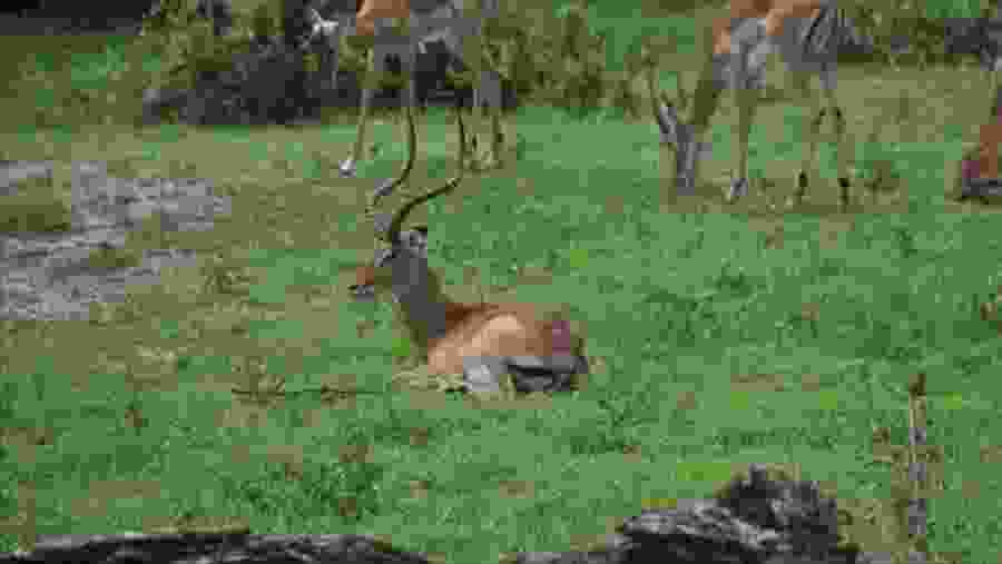 Animals at the national park