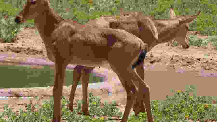Witsand Nature Reserve