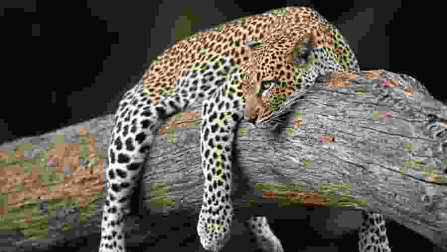 Wildlife Experience