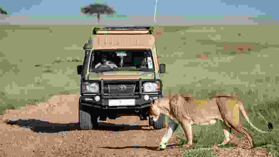 Witness the African wildlife