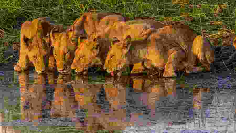 Lioness drinking water