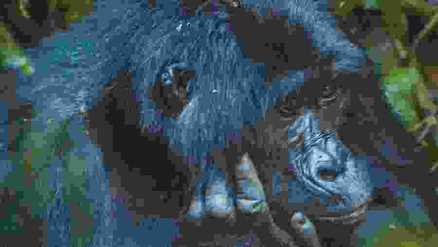 Gorilla