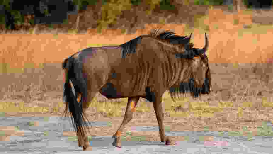 Wildebeest