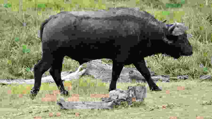 Spot Buffalo at Serengeti National Park