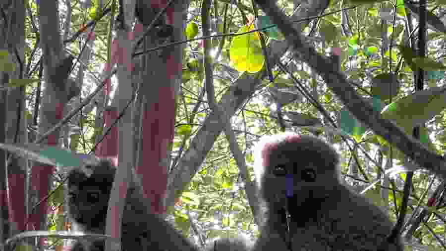 Witness the African wildlife