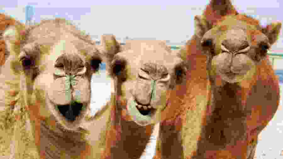 Camel riding at desert