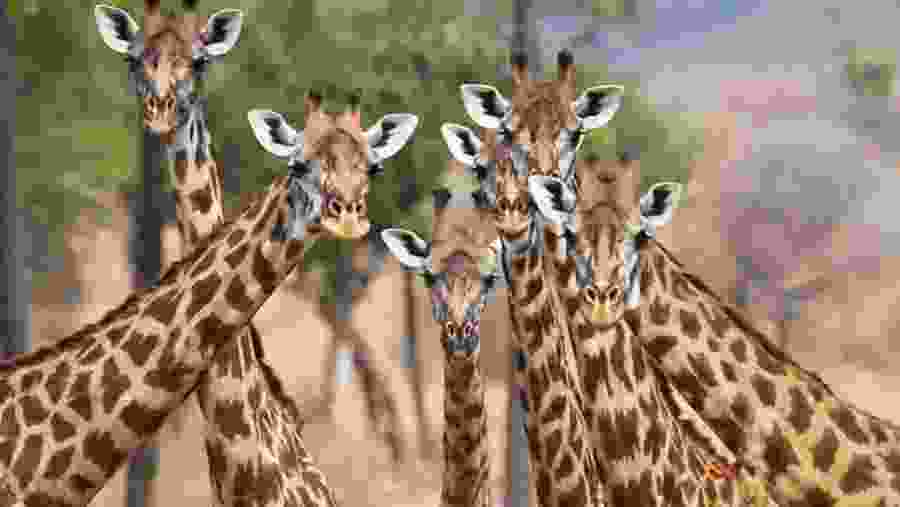 Giraffes in Mikumi National Park