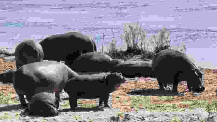 Witness the wildlife at Aquila Private Game Reserve