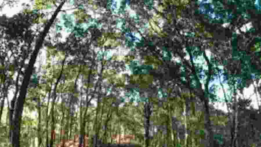 Karura Forest Guided Nature Walk