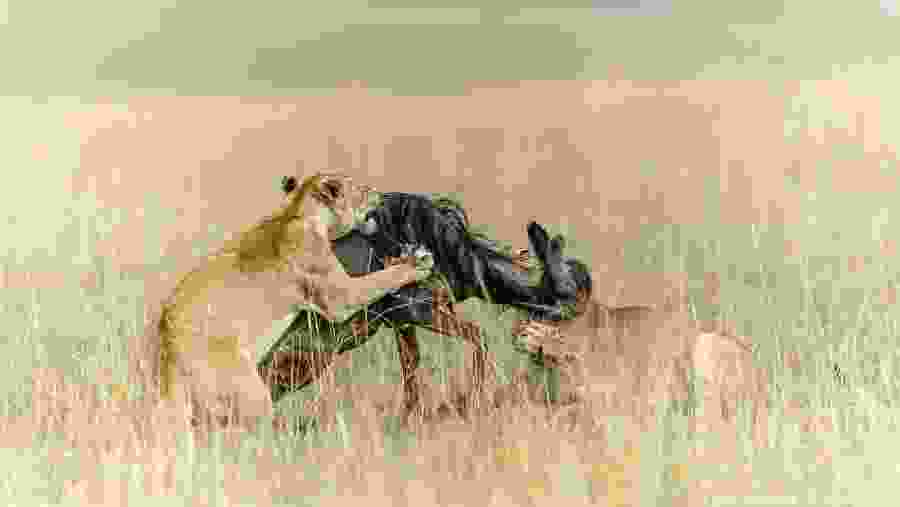 Witness the African wildlife