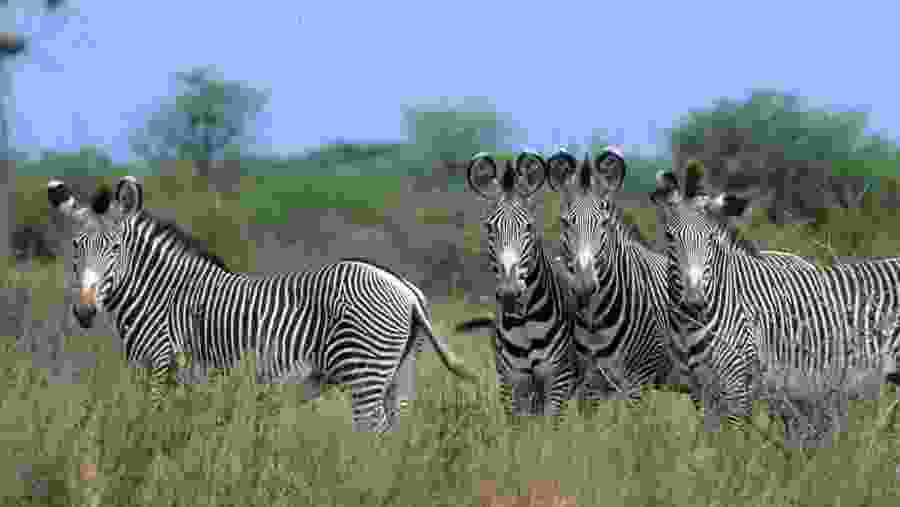 Zebras at Samburu National Reserve