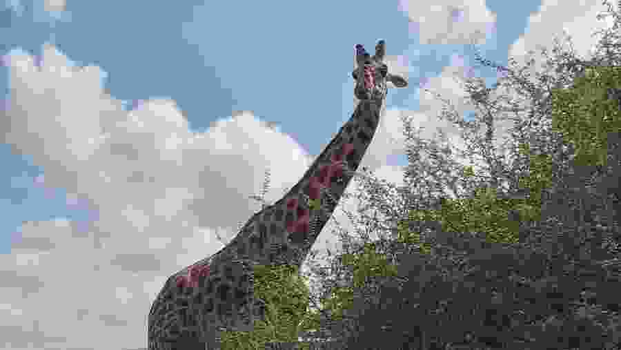 Masai Giraffe