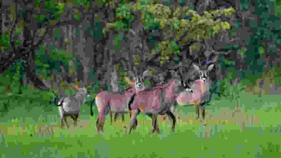 serengeti