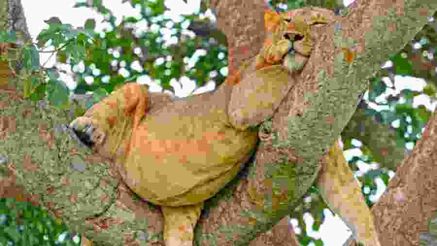 Queen Elizabeth National Park