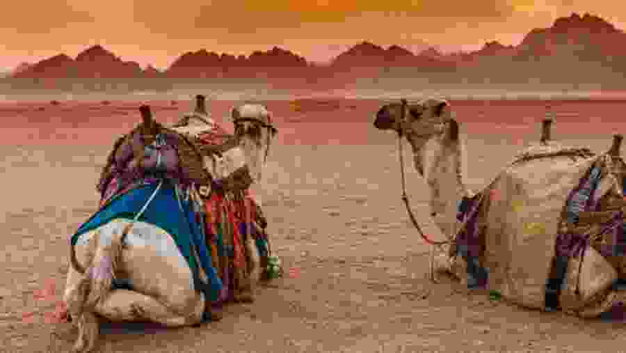 Camels