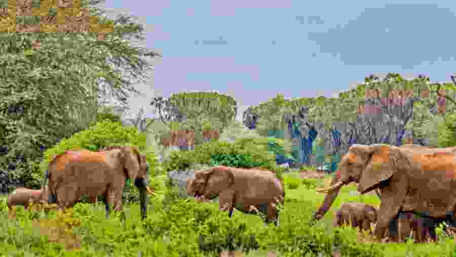Spot harmonious elephant herds