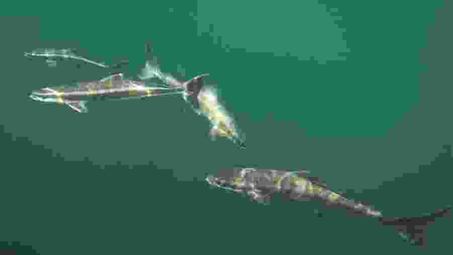 Fishing in Kuala Rompin