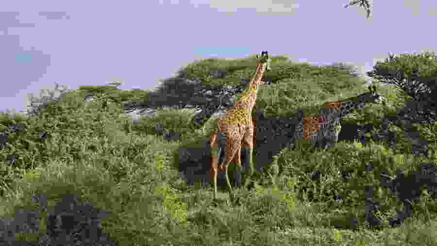 Spot towering giraffes