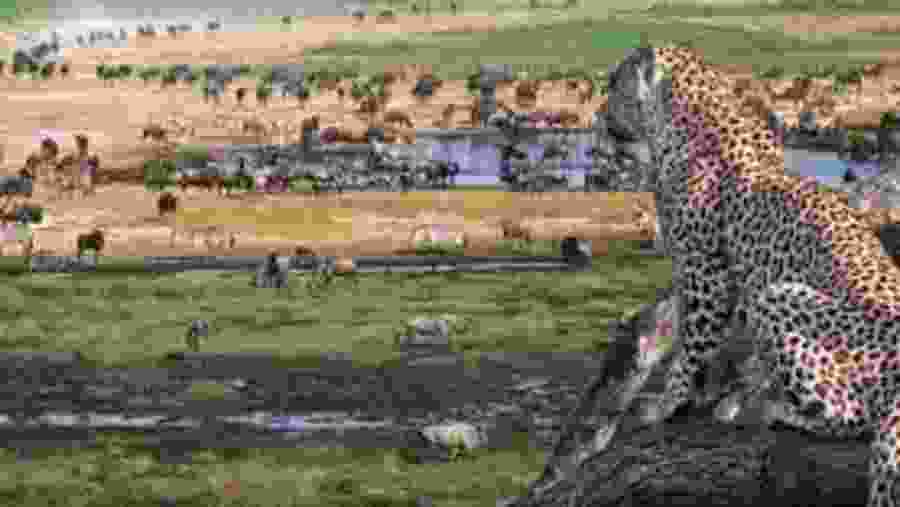 Witness the African wildlife