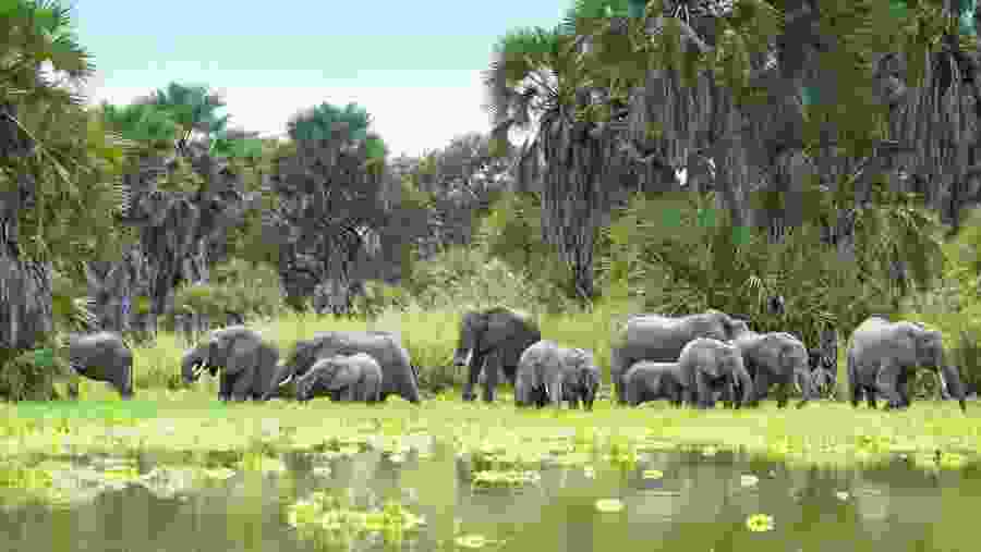 Elephants Bathing in the Pond