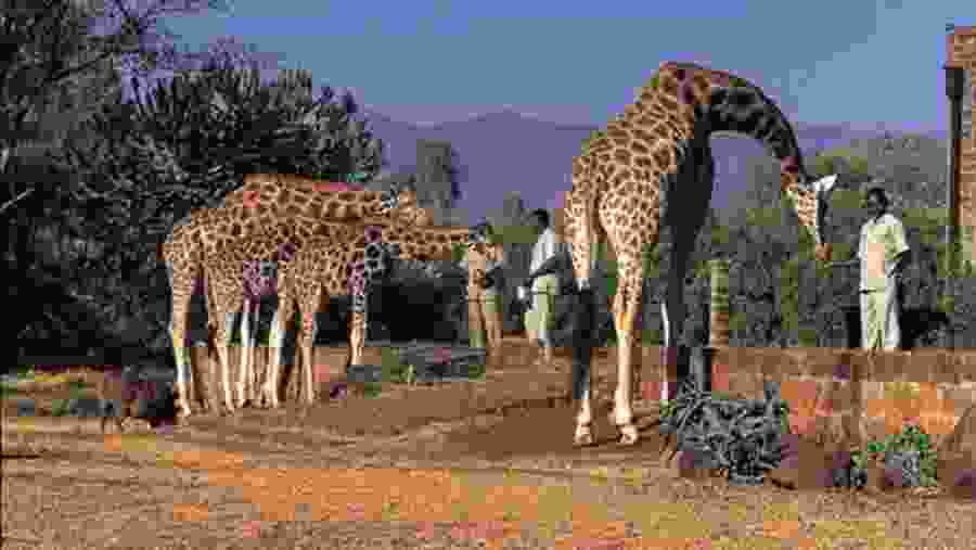 Visit the Giraffe Centre of Nairobi