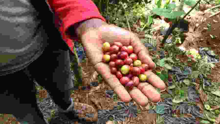 Trip to a Traditional Maasai Village & Materuni Waterfalls