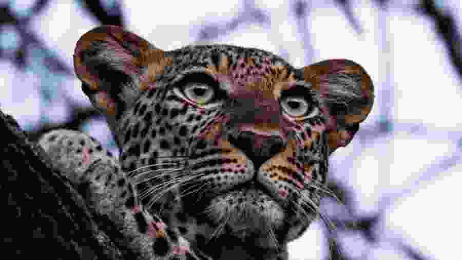 Leopard