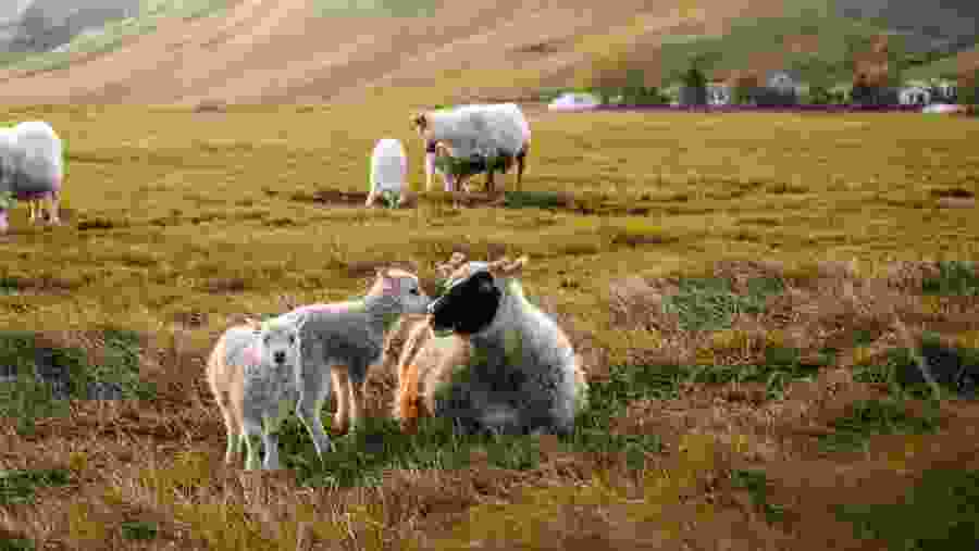 Icelandic sheep