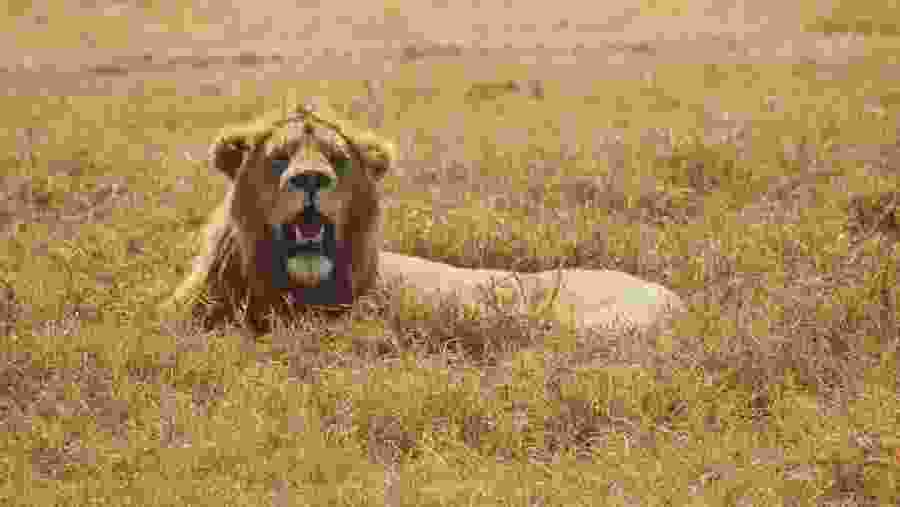 Lion spotted during the safari at Lake Manyara National Park