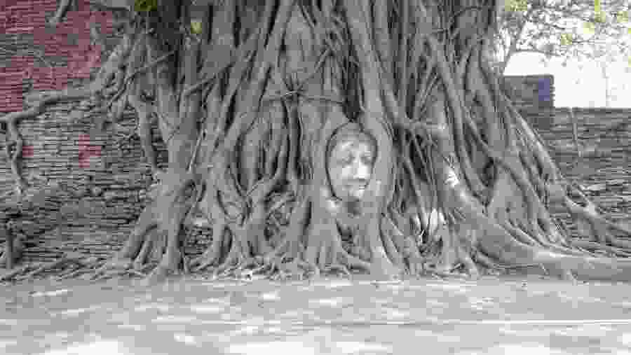 Marvel at the Buddha Head under the tree in Wat Mahathat