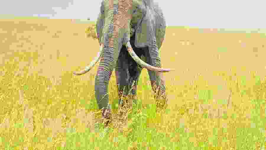 African bush elephant