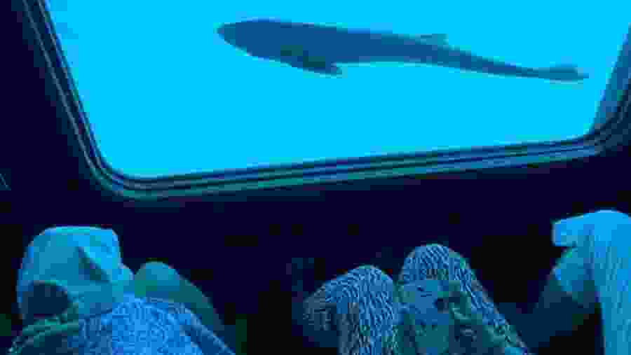 Travelers observing the aquatic life of Sharm el-Sheik