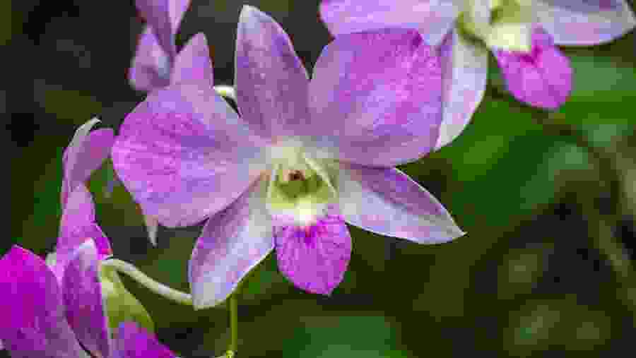 Orchids in the garden of sleeping giant
