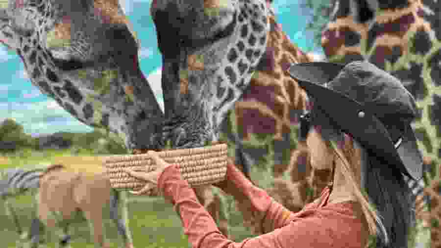 Animal Feeding at Serval Sanctuary